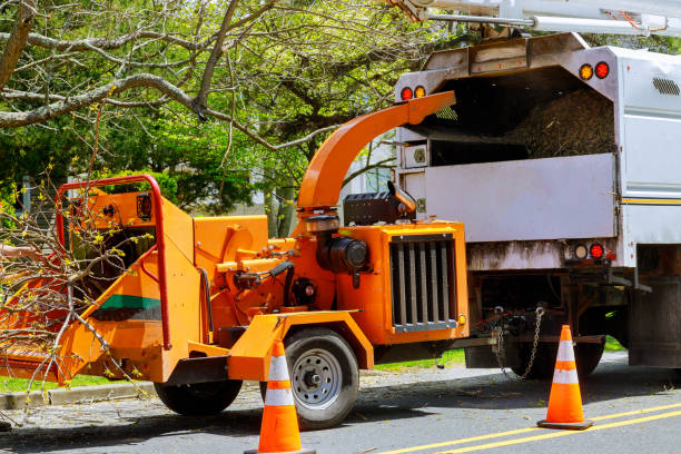 Best Root Management and Removal  in Elbow Lake, MN