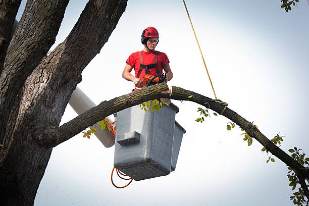 Reliable Elbow Lake, MN Tree Care Services Solutions